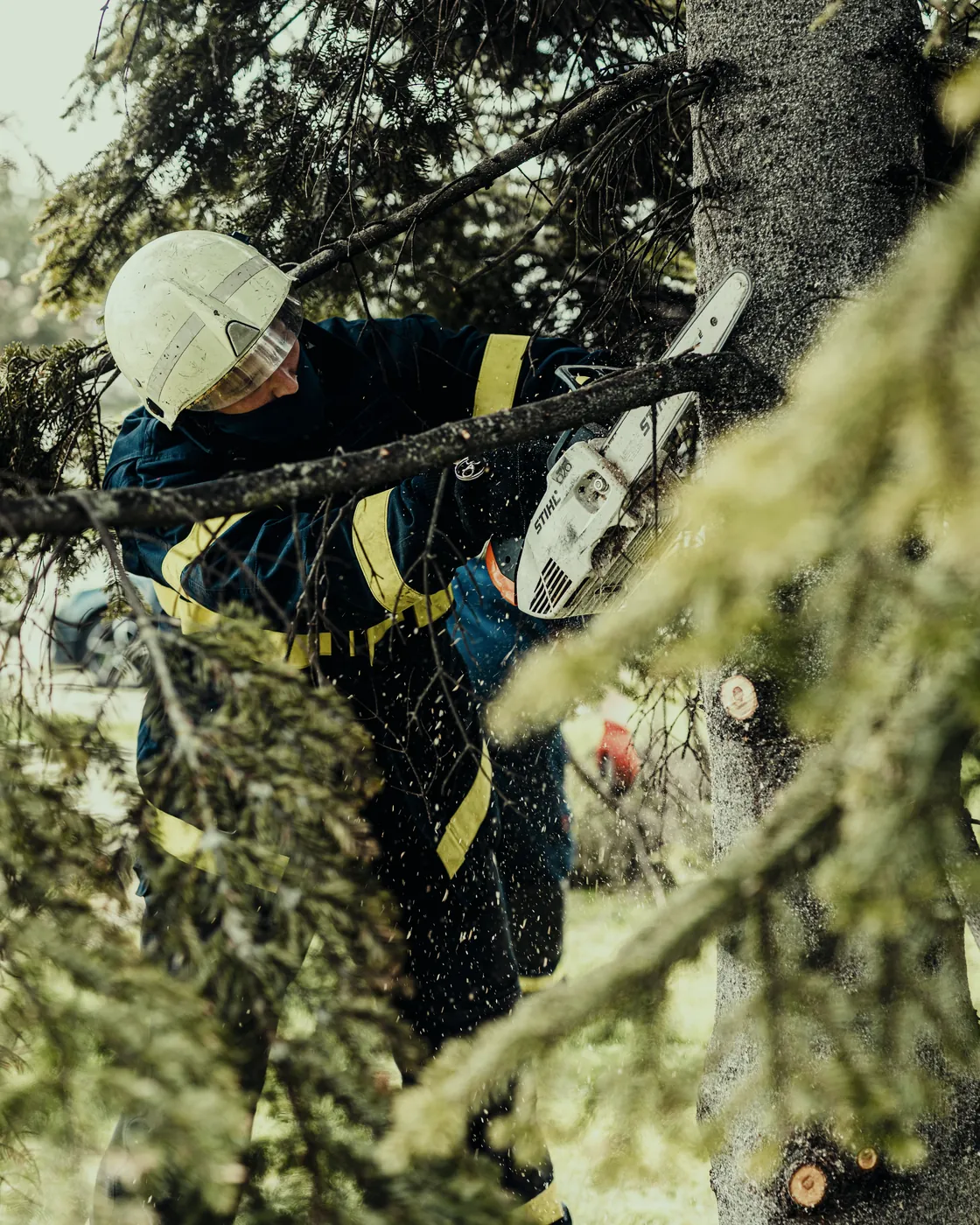 Poda de un árbol con motosierra